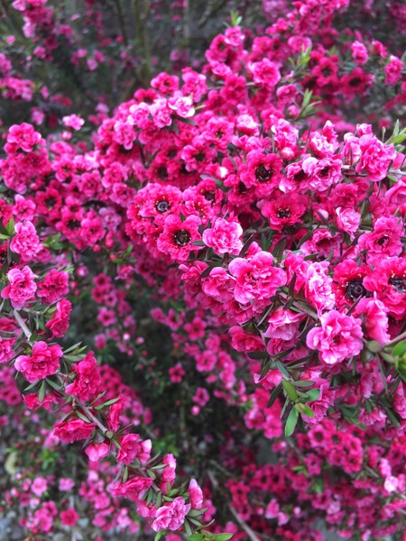 plant Id