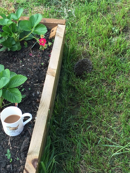 The fight against the slugs.