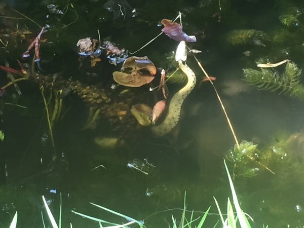 To ask you to look at the snake I found in the garden today? (title amended by MNHQ)