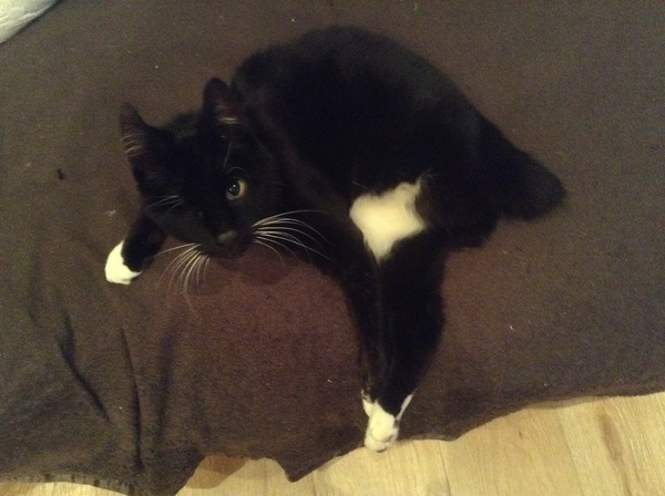 the paw - pictures