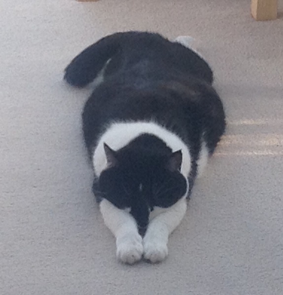 I have an obese mog!