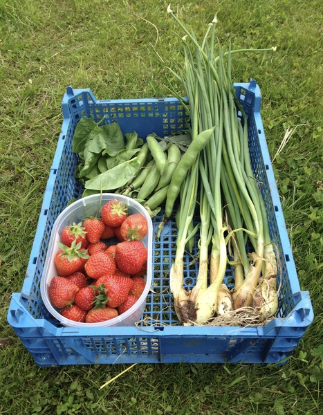 Allotment/Veg Patch Thread 6 -  Weed 'em and Reap!