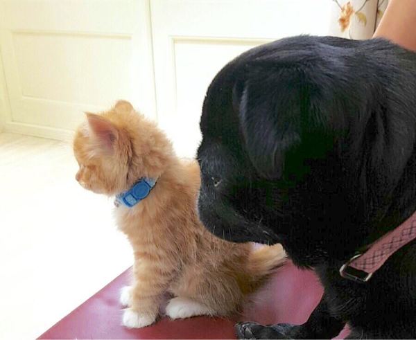 Meet Toki Kitten