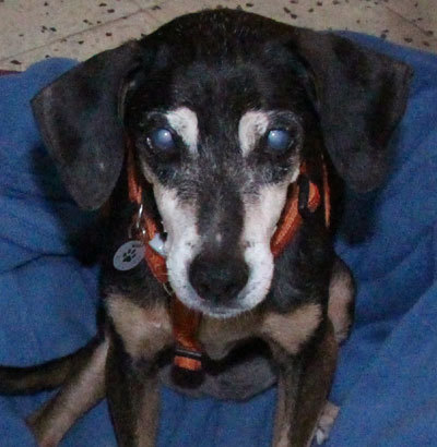 Does your dog attract attention?