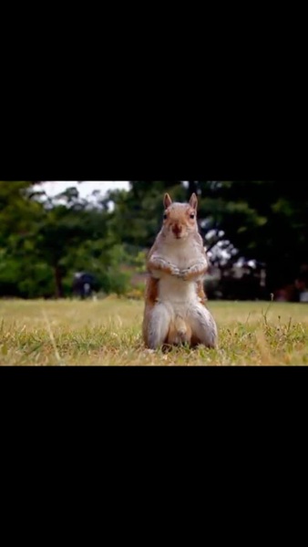WWYD squirrelgate