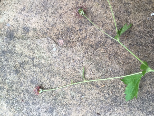 Does anyone know what plant this is?