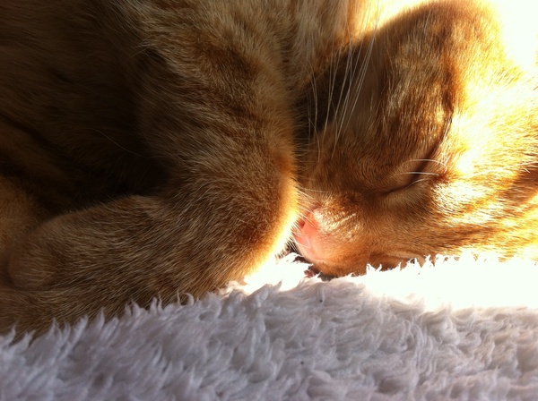 the paw - pictures