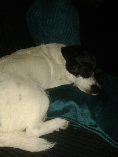 poorly jack russell