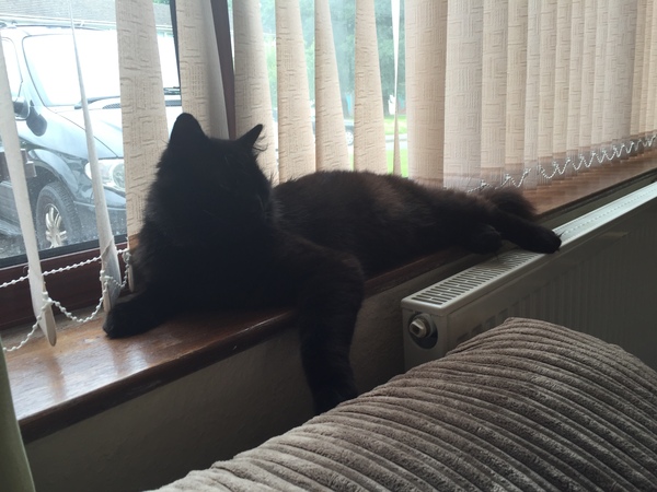 *UPDATE* Can I have my perfect cat?