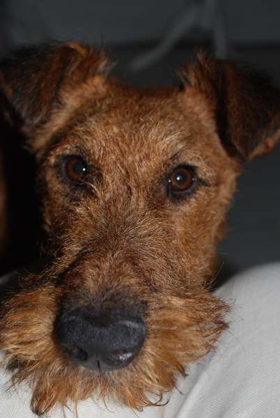 My dog is really unwell- any thoughts?