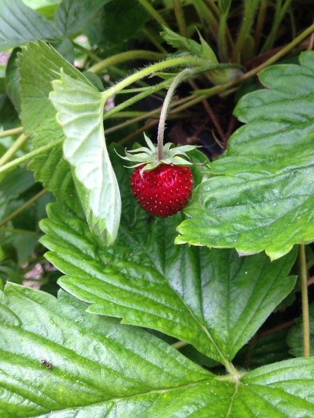 Allotment/Veg Patch Thread 6 -  Weed 'em and Reap!