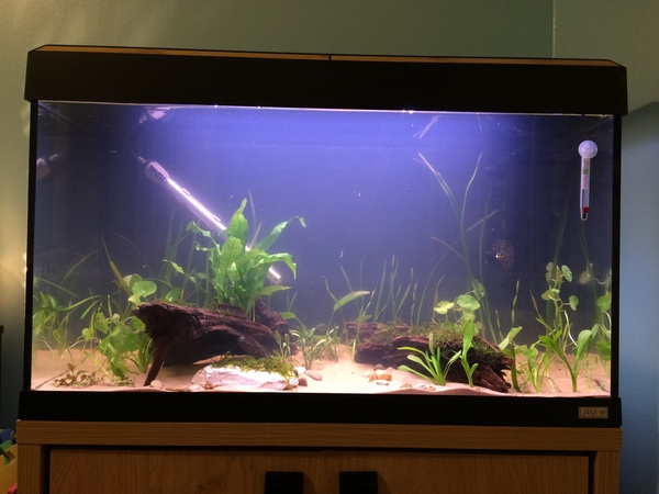 Anyone want to share aqaurium pics?