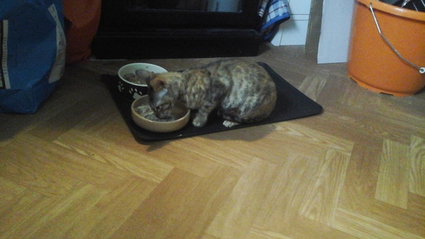 my beautiful little tiggy