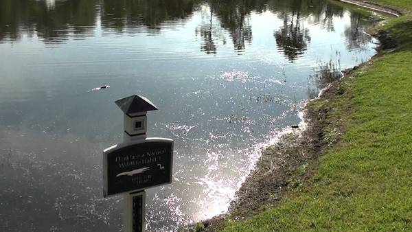 Accident of sorts at Disney in Florida, may be upsetting