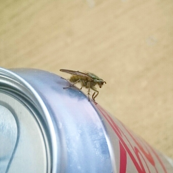 What is this green thing??