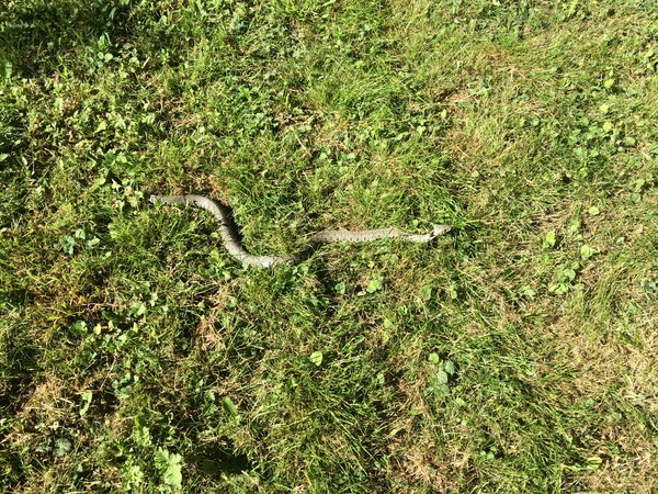 To ask you to look at the snake I found in the garden today? (title amended by MNHQ)