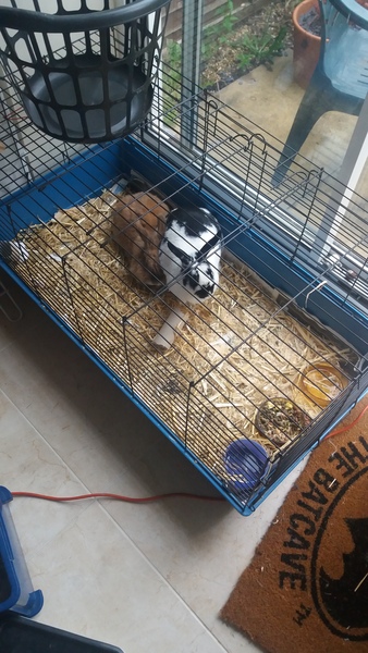 To hate the stupid rabbits
