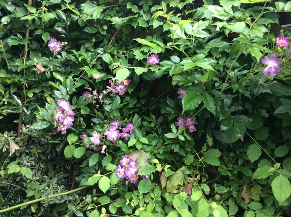 "in the midst of winter, I found there was within me, an invincible summer" Potting shed chat continues here