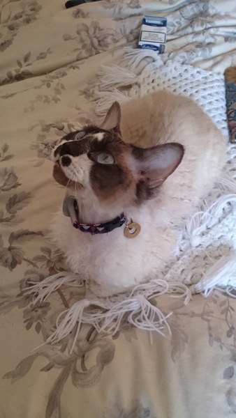 You know you're an over protective cat mum