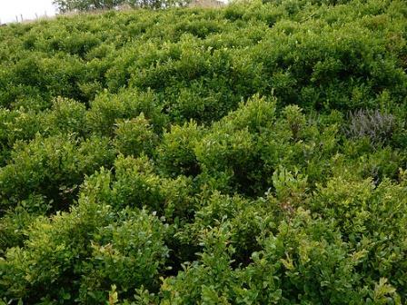Anyone growing Bilberries?
