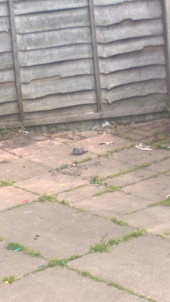 URGENT - dying bird in my garden