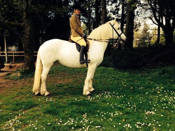 Any highland pony people here