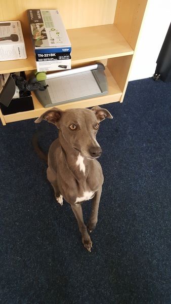 Take your dog to work day!