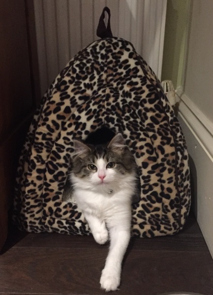 boring question! flea treatments please!