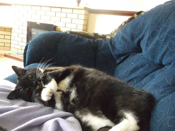 I have an obese mog!