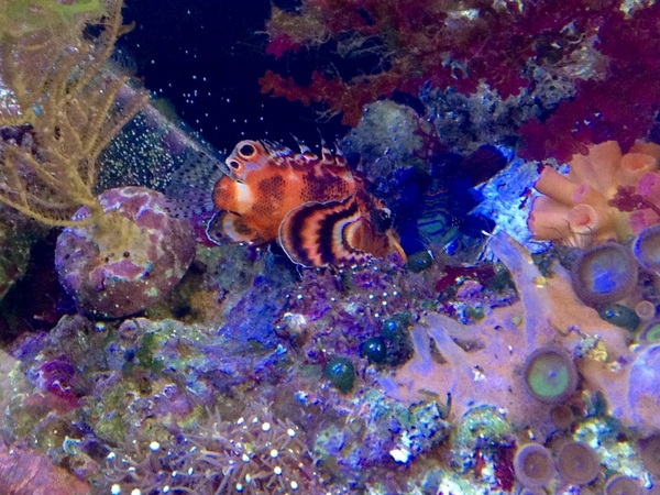 Anyone want to share aqaurium pics?