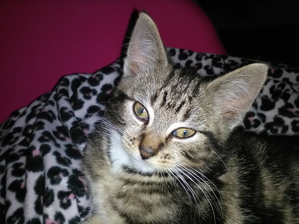 A picture of my gorgeous kitten