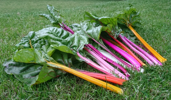 Allotment/Veg Patch Thread 6 -  Weed 'em and Reap!