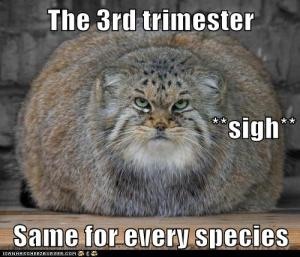 Thread #7 - TTC#1 Grads - Third Trimester Special