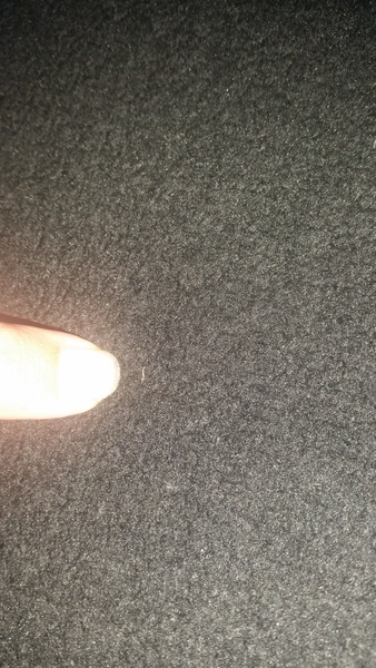 Help! Found these on my carpet..