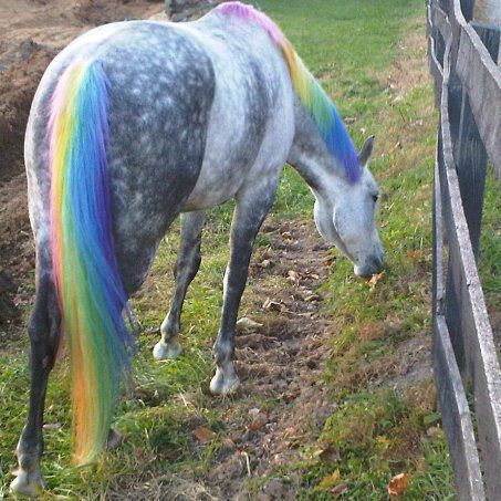 help with dog dye? I think we've been lied to