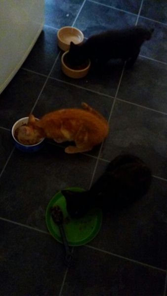 Cat Litter Help please..