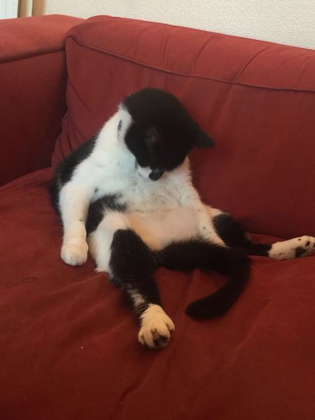 Brave Babes Battle Bus