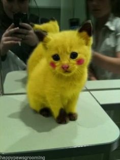 help with dog dye? I think we've been lied to