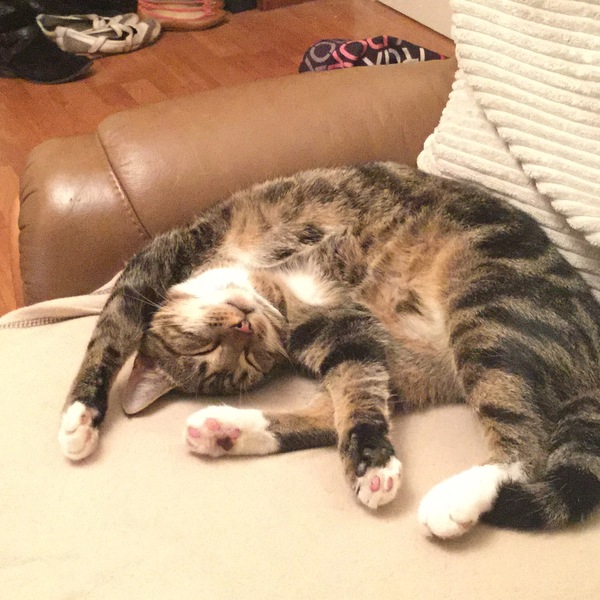 the paw - pictures