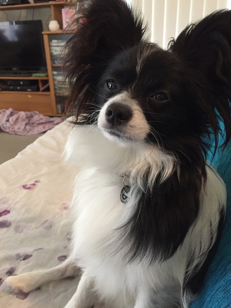 Does your dog attract attention?