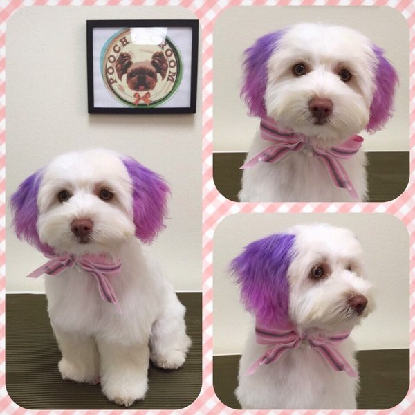 help with dog dye? I think we've been lied to