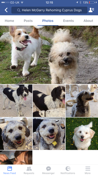 Dog search frustration