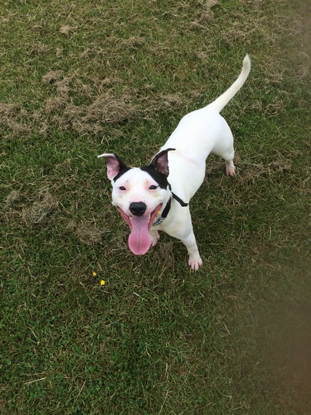 Help staffy!
