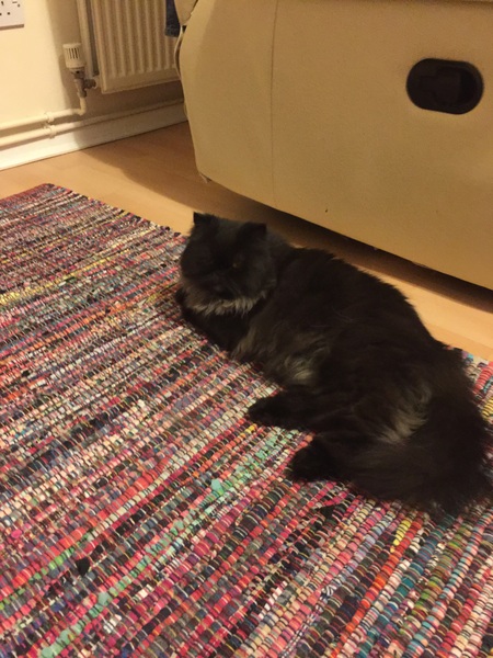 DH has finally accepted the cat!