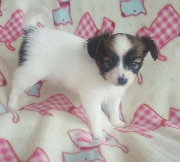 Can't wait for new puppyyyyyy!!!! Anyone else in waiting??