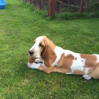 Oh ffs, if my dog were on AIBU this would be the scene right now.