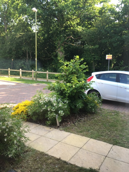 To want to keep our Hazel tree?