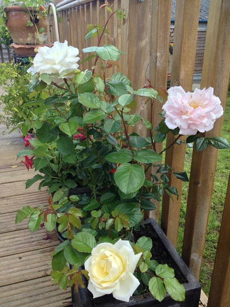 Memorial for Partner