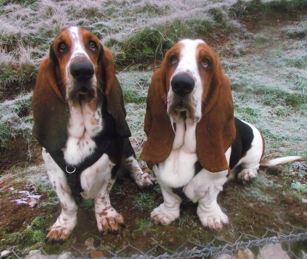 Does your dog attract attention?