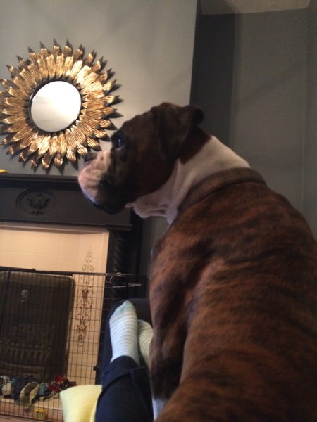 Does your dog attract attention?